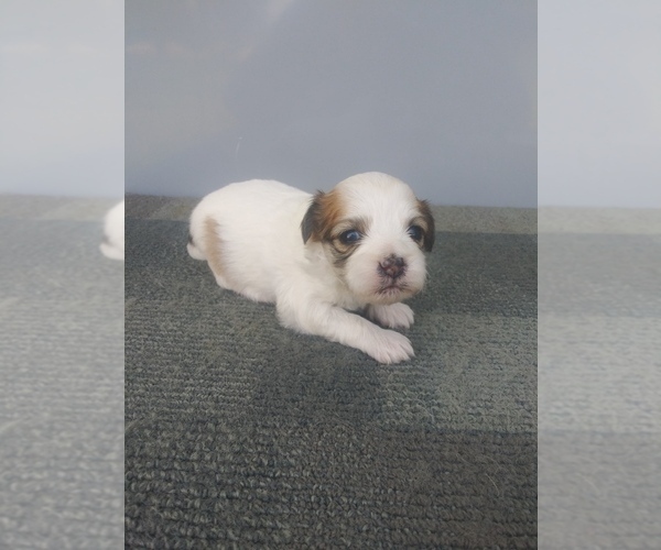 Medium Photo #1 Zuchon Puppy For Sale in SHIPSHEWANA, IN, USA