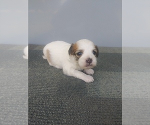 Zuchon Puppy for sale in SHIPSHEWANA, IN, USA