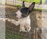 Small #3 Bull Terrier
