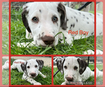 Puppy Red Boy Dalmatian