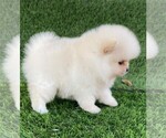 Small Photo #18 Pomeranian Puppy For Sale in WEST PALM BEACH, FL, USA
