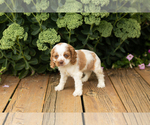 Small #15 Cocker Spaniel