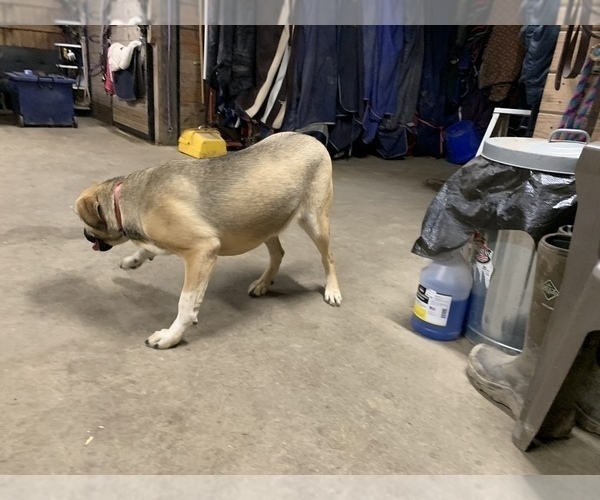 Medium Photo #4 Great Dane-Labrador Retriever Mix Puppy For Sale in CHESAPEAK BCH, MD, USA