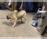Small Photo #4 Great Dane-Labrador Retriever Mix Puppy For Sale in CHESAPEAK BCH, MD, USA