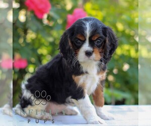 Cavalier King Charles Spaniel Puppy for sale in EAST EARL, PA, USA