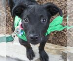 Small #5 Labrador Retriever Mix