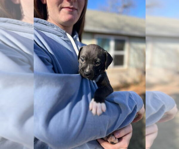 Medium Photo #3 Mutt Puppy For Sale in OKLAHOMA CITY, OK, USA