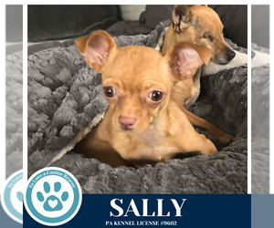 Chihuahua Dogs for adoption in Kimberton, PA, USA