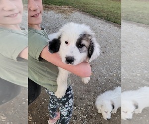 Great Pyrenees Puppy for sale in WINCHESTER, IN, USA