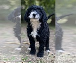 Puppy 7 Aussie-Poo-Miniature Bernedoodle Mix