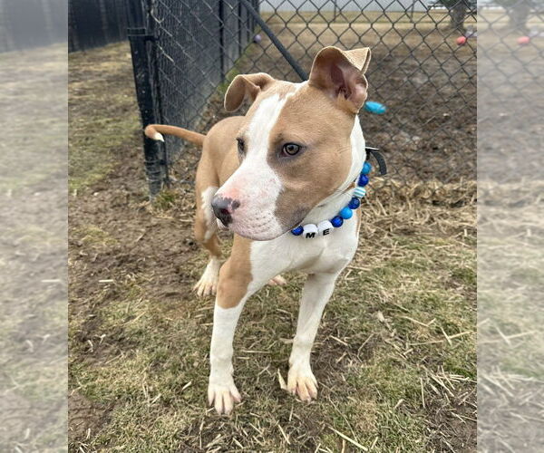 Medium Photo #4 Mutt Puppy For Sale in Evansville, IN, USA