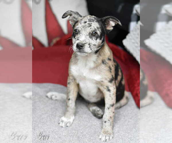 Medium Photo #2 Labrador Retriever-Unknown Mix Puppy For Sale in Brewster, NY, USA