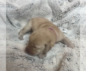 Labrador Retriever Puppy for sale in DIMOCK, SD, USA