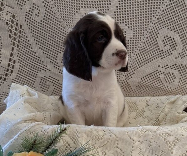 Medium Photo #5 English Springer Spaniel Puppy For Sale in OWEN, WI, USA
