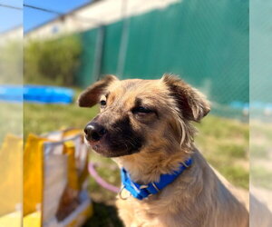 Buzz - Male Chihuahua-Unknown Mix Dog for Adoption - Photo #2