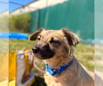 Small Photo #2 Chihuahua-Unknown Mix Puppy For Sale in South Bend, IN, USA