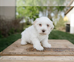 Small Photo #6 Havanese Puppy For Sale in YANKTON, SD, USA