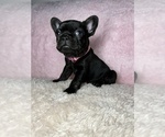 Puppy 3 French Bulldog