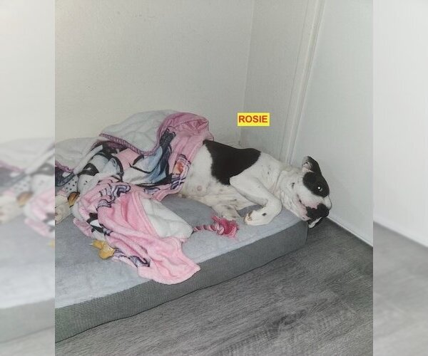 Medium Photo #3 American Pit Bull Terrier-Unknown Mix Puppy For Sale in Woodland Hills, CA, USA