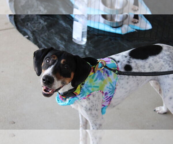 Medium Photo #6 American Foxhound-Beagle Mix Puppy For Sale in Holly Springs, NC, USA