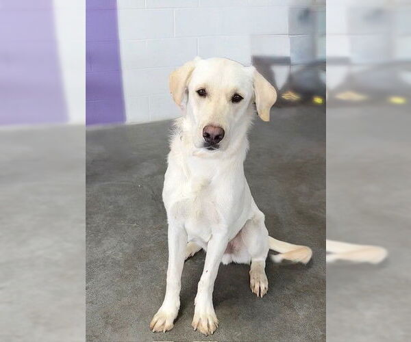 Medium Photo #2 Mutt Puppy For Sale in Genesee, WI, USA