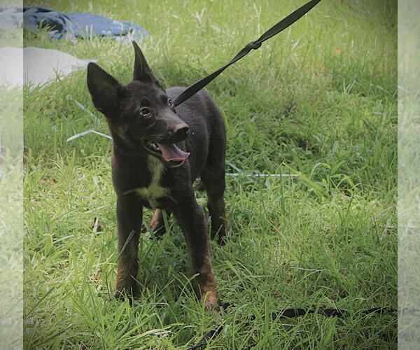 Medium Photo #5 German Shepherd Dog Puppy For Sale in Holly Hill, SC, USA