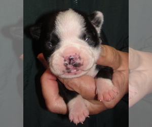 Boston Terrier Puppy for sale in CRKD RVR RNCH, OR, USA