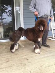 Father of the Bernedoodle puppies born on 06/06/2018