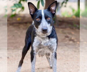 Mutt Dogs for adoption in San Juan Capistrano, CA, USA
