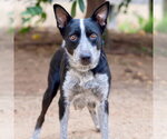 Zara - Female Mutt Dog for Adoption - Small photo