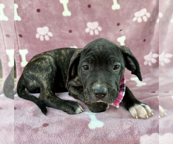 Medium Photo #2 Mutt Puppy For Sale in Goodyear, AZ, USA