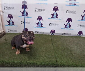 American Bulldog Dogs for adoption in Orlando, FL, USA