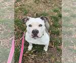 Small #3 American Pit Bull Terrier Mix