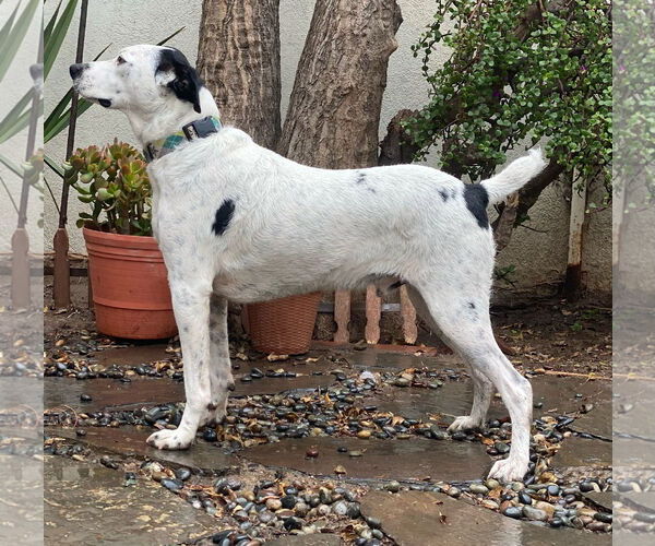 Medium Photo #3 Mutt Puppy For Sale in San Diego, CA, USA