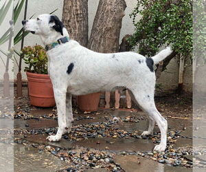 Snoopy - Male Mutt Dog for Adoption - Photo #3