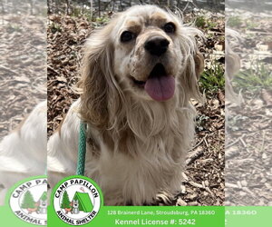 Cocker Spaniel Dogs for adoption in Stroudsburg, PA, USA