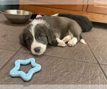 Small #3 American Pit Bull Terrier-Chihuahua Mix