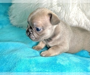 French Bulldog Puppy for sale in CHARLESTON, SC, USA