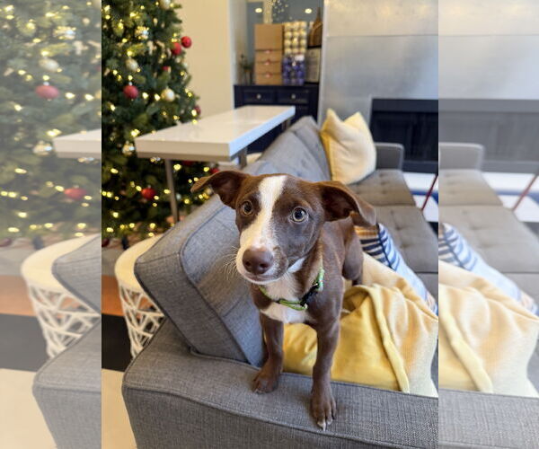 Medium Photo #1 Mutt Puppy For Sale in Bangs, TX, USA