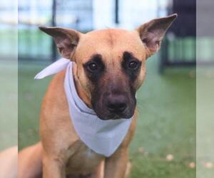 Black Mouth Cur-Unknown Mix Dogs for adoption in San Antonio, TX, USA