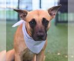 Small Black Mouth Cur Mix