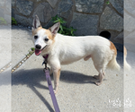 Small Photo #10 Jack Russell Terrier-Unknown Mix Puppy For Sale in Washington, DC, USA