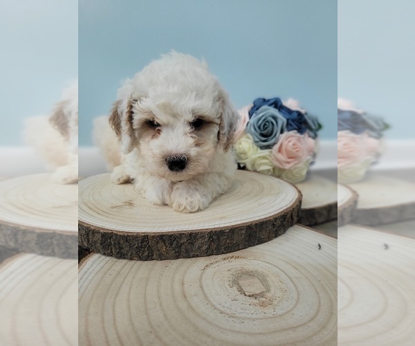 Medium Photo #1 Bernedoodle Puppy For Sale in LAKE CITY, FL, USA
