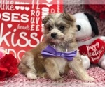 Small Photo #3 Pomsky-Poodle (Toy) Mix Puppy For Sale in CLAY, PA, USA