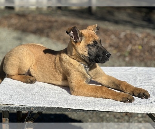 Medium Photo #6 Belgian Malinois Puppy For Sale in VACAVILLE, CA, USA