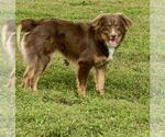 Small #1 Australian Shepherd