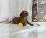 Small #2 Goldendoodle (Miniature)