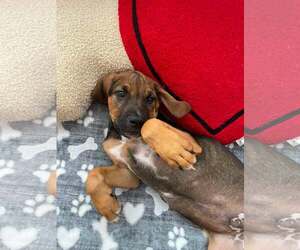 Mutt Dogs for adoption in Greenville, SC, USA