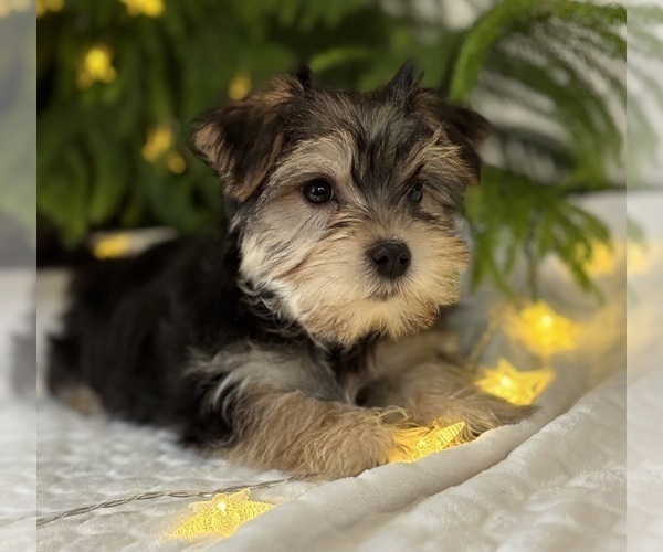 Medium Photo #1 Morkie Puppy For Sale in ROCK STREAM, NY, USA