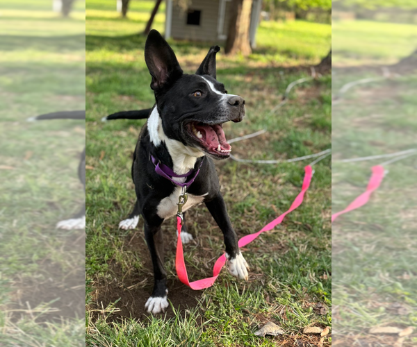 Medium Photo #4 Mutt Puppy For Sale in Holly Springs, NC, USA